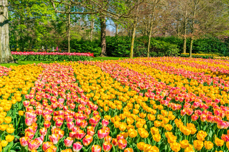 Guide de transport pour le Festival des Tulipes d'Amsterdam