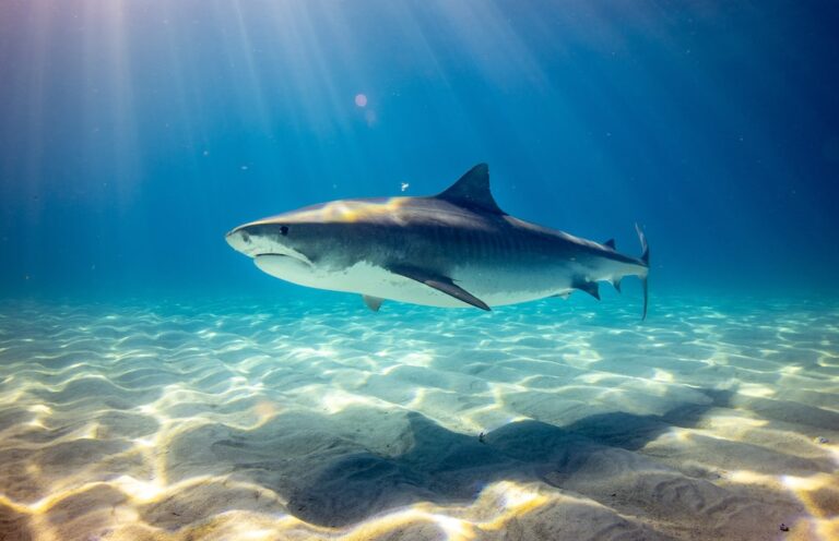 The Truth About Shark Attacks in Greece: Are the Waters Safe?